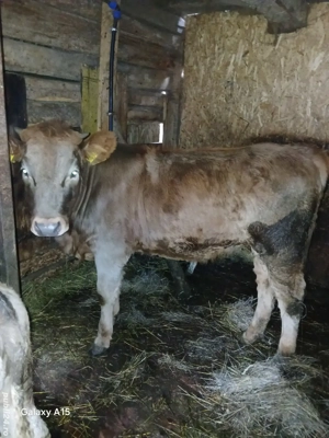 vitica de 6 luni - imagine 3