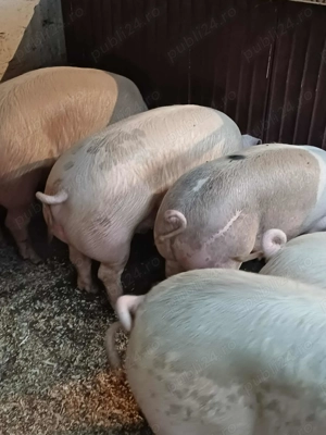 Porci de țară crescuți în gospodărie cu hrană naturală. - imagine 4 Porci de țară crescuți în gospodărie cu hrană naturală. - imagine 4