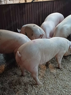 Porci de țară crescuți în gospodărie cu hrană naturală. - imagine 3 Porci de țară crescuți în gospodărie cu hrană naturală. - imagine 3