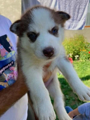 Pui Husky de vanzare  - imagine 3