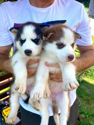 Pui Husky de vanzare  - imagine 4