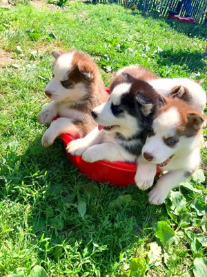 Pui Husky de vanzare  - imagine 5