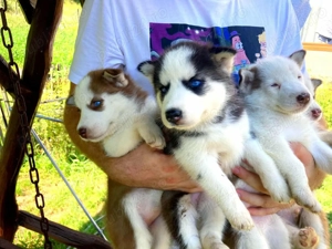 Pui Husky de vanzare  - imagine 2