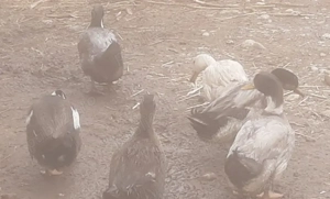 Rățoi românești și cocoși de țară