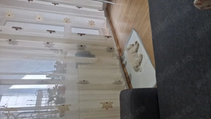 Cățel Bichon Maltez. - imagine 2