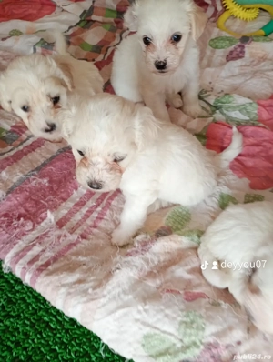 Bishon maltez  - imagine 3