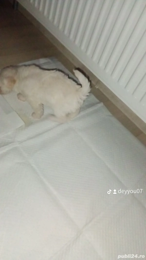 Bishon maltez  - imagine 2