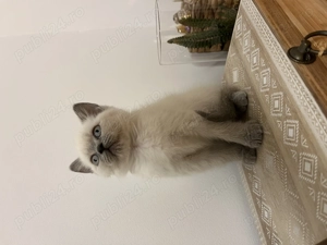 Pisic Scottish Straight Color Point - imagine 3