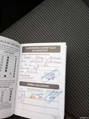 Bishon maltez  - imagine 5