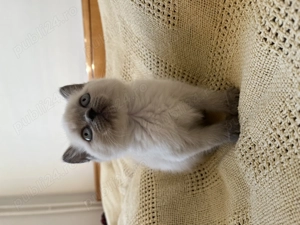 Pisic Scottish Straight Color Point