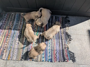 Pug Mops Carlino - imagine 2 Pug Mops Carlino - imagine 2