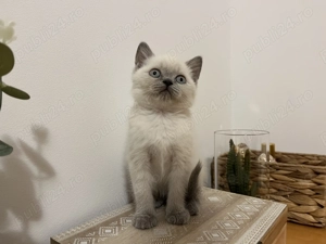 Pisic Scottish Straight Color Point - imagine 4