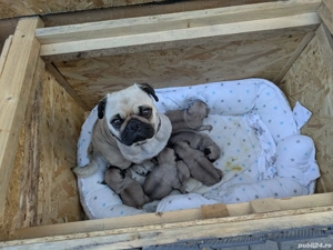 Pug Mops Carlino - imagine 4 Pug Mops Carlino - imagine 4