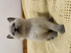 Pisic Scottish Straight Color Point - imagine 2