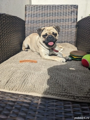 Pug Mops Carlino - imagine 3 Pug Mops Carlino - imagine 3