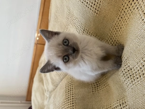 Pisic Scottish Straight Color Point - imagine 5