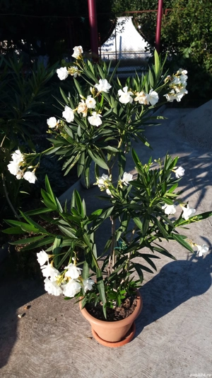 Diferite plante de exterior