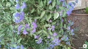 Diferite plante de exterior