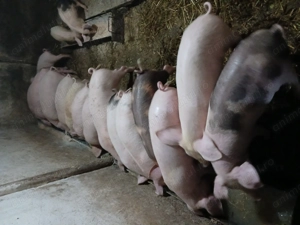 Disponibili sau schimb  - imagine 2