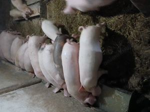 Disponibili sau schimb  - imagine 4