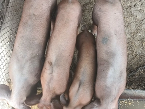 Porci de vânzare   - imagine 4