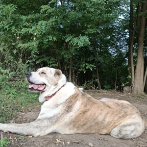 Mascul Ciobanesc de Asia Centrală pt. reproducere  - imagine 5 Mascul Ciobanesc de Asia Centrală pt. reproducere  - imagine 5