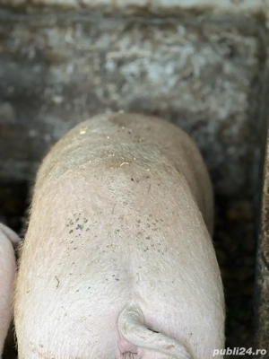 Marele alb pentru sacrificat  - imagine 2