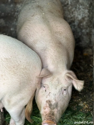 Marele alb pentru sacrificat  - imagine 3