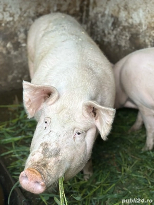 Marele alb pentru sacrificat  - imagine 4