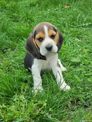 Pui de Beagle disponibili - imagine 5