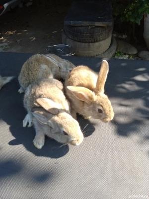 Iepuri diferite rase și vârste - imagine 3 Iepuri diferite rase și vârste - imagine 3