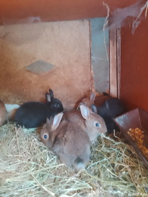 Iepuri diferite rase și vârste - imagine 2 Iepuri diferite rase și vârste - imagine 2