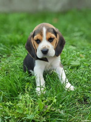 Pui de Beagle disponibili