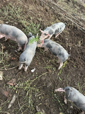 Purcei rasa pietrean - imagine 4 Purcei rasa pietrean - imagine 4