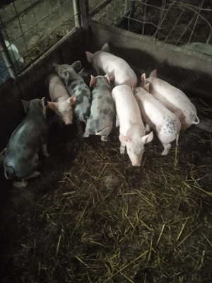 Purcei rasa pietrean - imagine 2 Purcei rasa pietrean - imagine 2