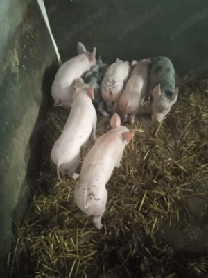 Purcei rasa pietrean