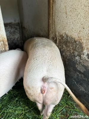 Marele alb pentru sacrificat  - imagine 6