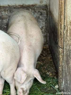 Marele alb pentru sacrificat  - imagine 7