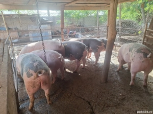 Porci de rasa - imagine 3 Porci de rasa - imagine 3