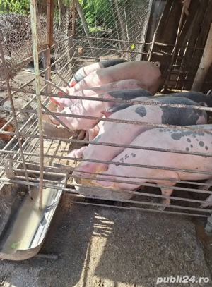 Porci de rasa - imagine 2 Porci de rasa - imagine 2