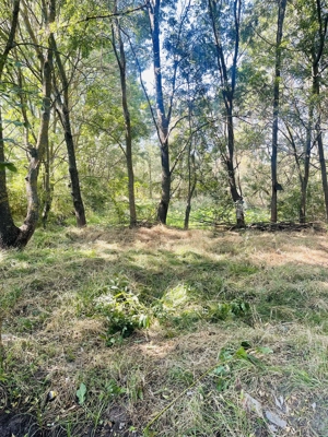 Teren intravilan în comuna Mârzănești,județ Teleorman cu heleșteu și pădure, - imagine 8