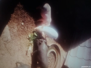 Porci vietnamezi - imagine 3  Porci vietnamezi - imagine 3