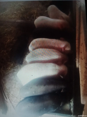 Porci vietnamezi - imagine 2  Porci vietnamezi - imagine 2