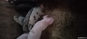 Nu ne mai vrea ,ne vinde! - imagine 2