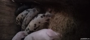 Nu ne mai vrea ,ne vinde! - imagine 3