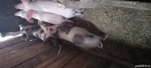 Nu ne mai vrea ,ne vinde! - imagine 4