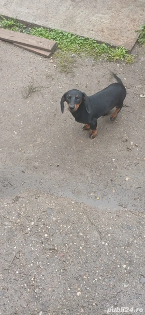 Vand catel Teckel  - imagine 2 Vand catel Teckel  - imagine 2