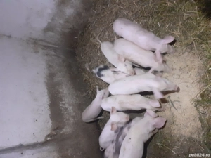 De vanzare purțe  - imagine 3