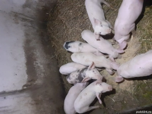 De vanzare purțe  - imagine 2