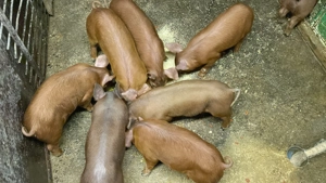 Purcei Duroc 8 săptămâni  - imagine 3